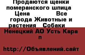 Продаются щенки померанского шпица › Цена ­ 45 000 - Все города Животные и растения » Собаки   . Ненецкий АО,Усть-Кара п.